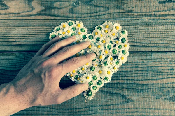 Corazón hecho de flores de margaritas en fondo de madera, cubierto por un — Foto de Stock