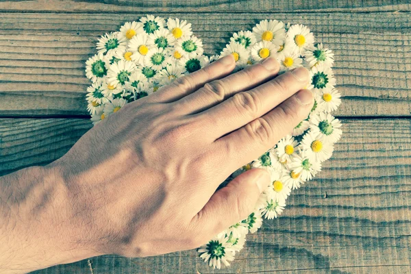 Corazón hecho de flores de margaritas en fondo de madera, cubierto por un — Foto de Stock