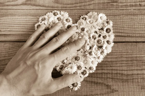Srdce z květů sedmikrásky v dřevěné pozadí — Stock fotografie