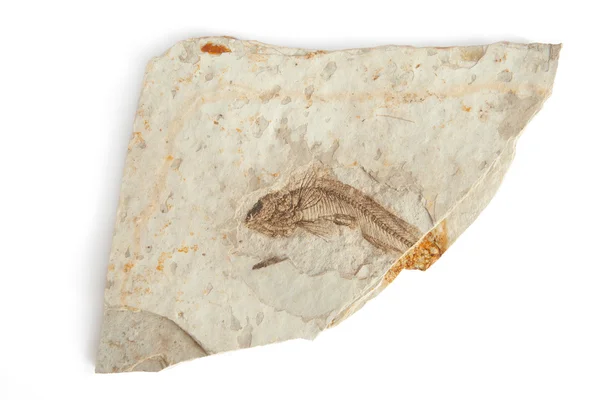 Singolo pesce fossile — Foto Stock