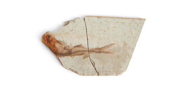 Singolo pesce fossile — Foto Stock