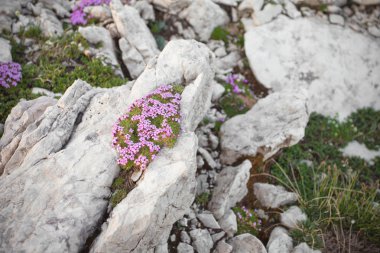 Dağ flora Dolomites - İtalya dan