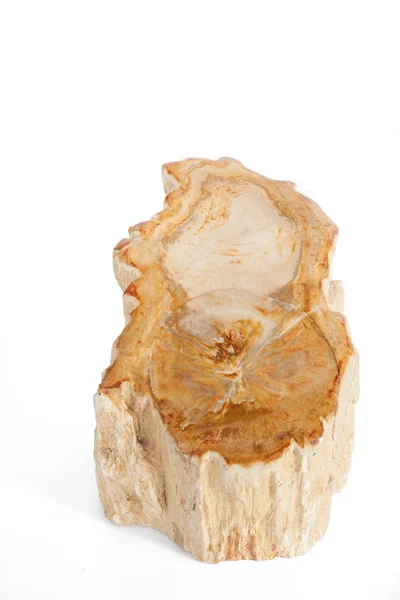 Sección fósil de madera prehistórica — Foto de Stock