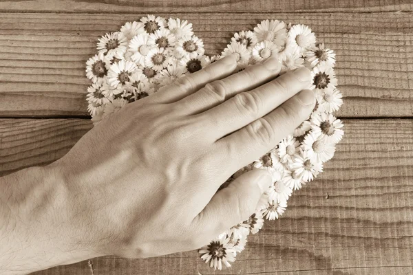 Corazón hecho de flores de margaritas en fondo de madera, cubierto por un — Foto de Stock