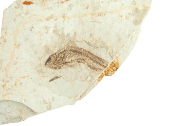 Single fish fossil in white background