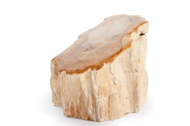Prehistoric wood fossil section in white background