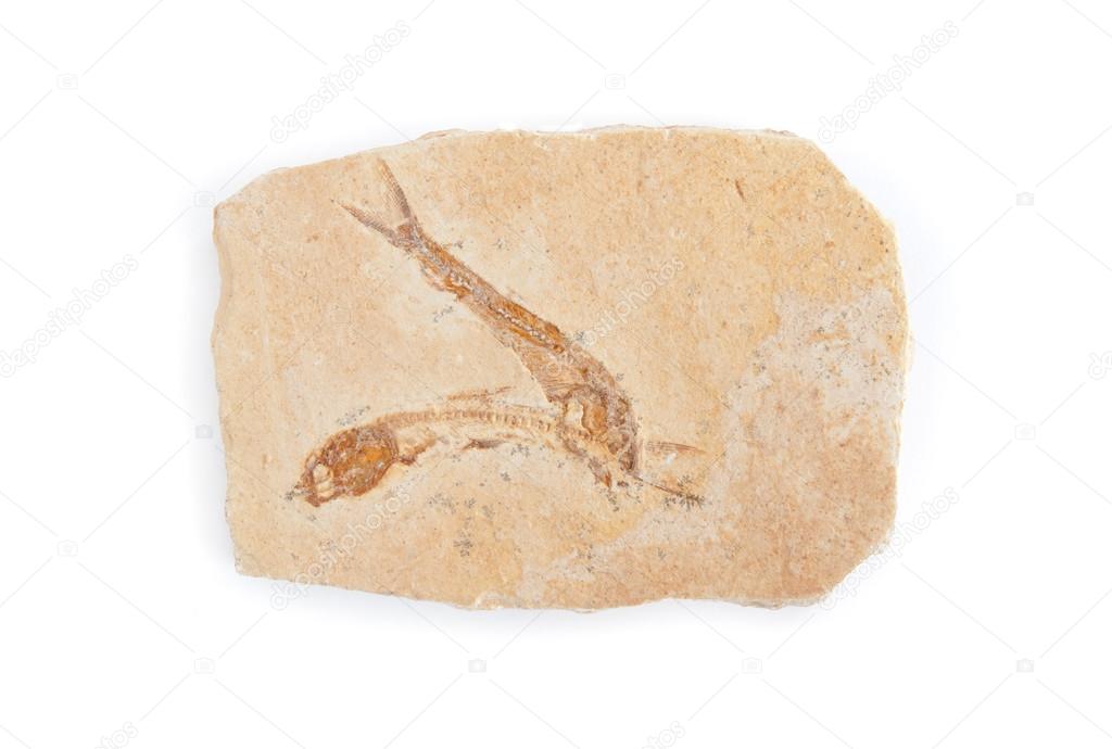 Two fishes fossil in white background