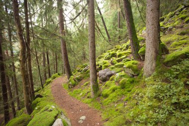ormana bulutlu bir günde yürüyüş. Hiçbir kişi civarında.