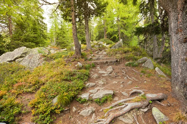 Wandelen in het bos in een bewolkte dag. Geen mensen rond. — Stockfoto