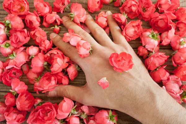 Ruku mezi červené růže na dřevěný stůl — Stock fotografie