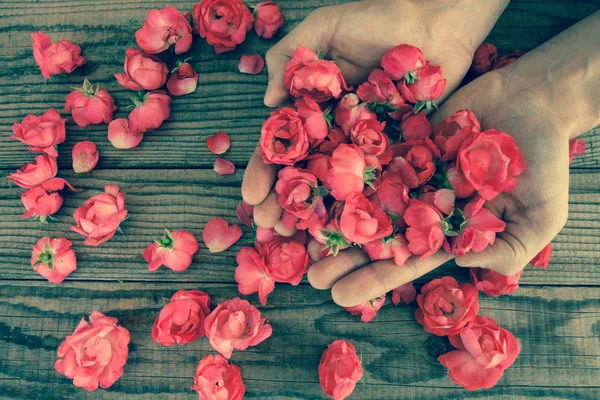 Dvě ruce mezi červené růže na dřevěný stůl, vintage efekt — Stock fotografie