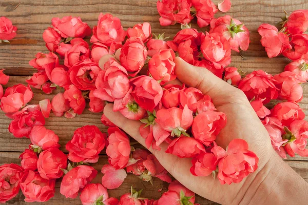 Ruku mezi červené růže na dřevěný stůl — Stock fotografie