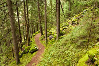 ormana bulutlu bir günde yürüyüş. Hiçbir kişi civarında.