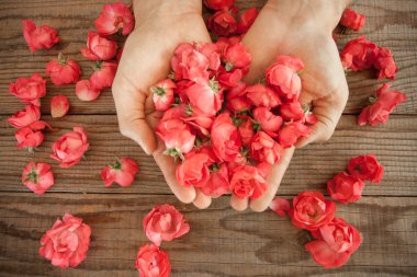 kırmızı gül ahşap bir masa üzerinde arasında el