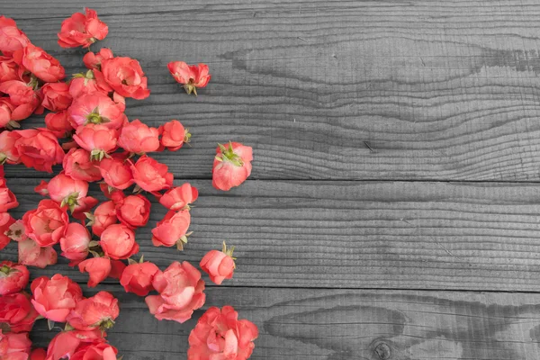 Czerwone róże na efekt drewniane tła, czarno-biały — Zdjęcie stockowe