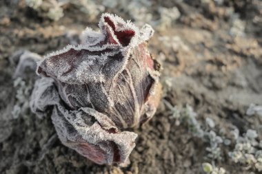 Soğuk, güneşli bir kış sabahında donmuş sebzeler