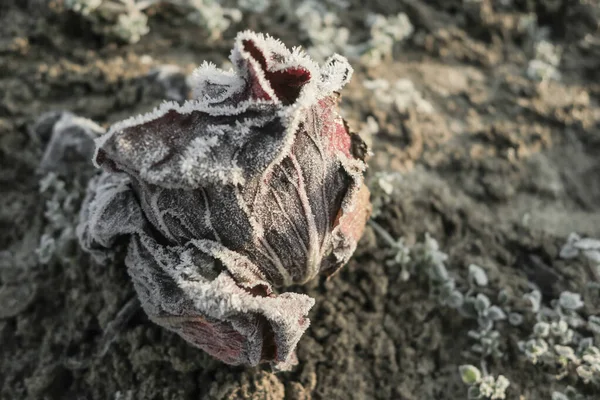 Soğuk, güneşli bir kış sabahında donmuş sebzeler
