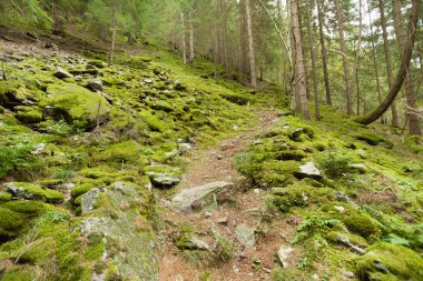 ormana bulutlu bir günde yürüyüş. Hiçbir kişi civarında.