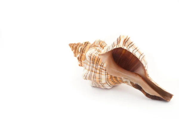 在白色背景下的热带海贝壳 — 图库照片