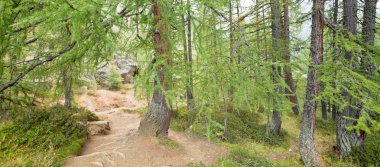 Bir orman, hiçbir kişi civarında içinde yürüyüş