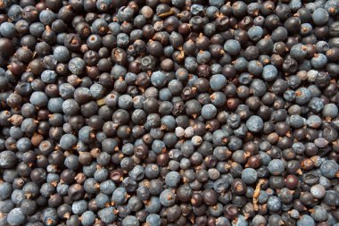 Ardıç meyveleri doku olarak