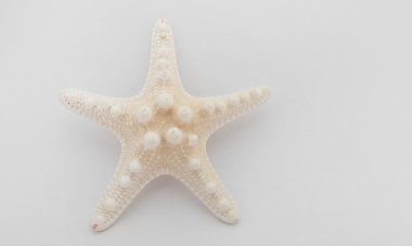 Beyaz arka planda beyaz tropikal deniz yıldızı