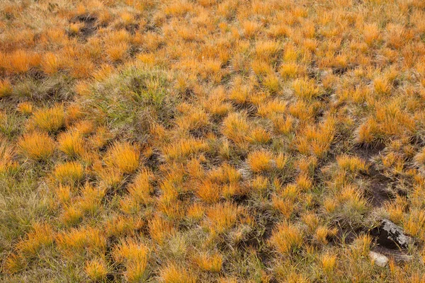 Grass textury z alpské louky, Itálie — Stock fotografie