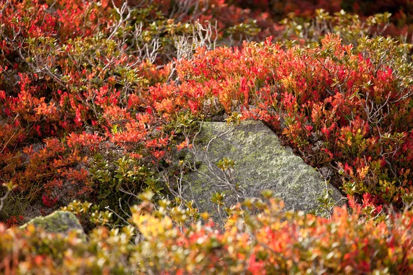 Borůvkové rostlin v podzimní prostředí — Stock fotografie