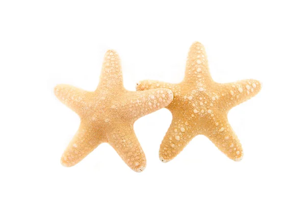 Due stelle marine tropicali su sfondo bianco — Foto Stock
