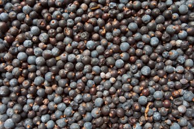 Ardıç meyveleri doku olarak