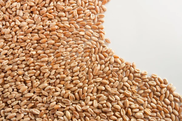 Dried wheat on white background — Stock Photo, Image