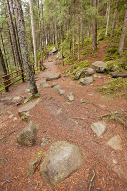 ormana düşmek, bulutlu bir günde yürüyüş. Hiçbir kişi civarında.