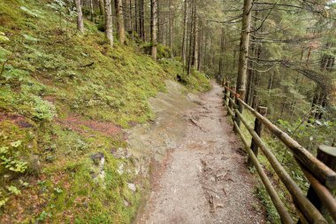ormana düşmek, bulutlu bir günde yürüyüş. Hiçbir kişi civarında.