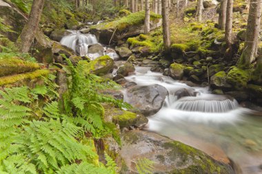 çalılar küçük dere akar