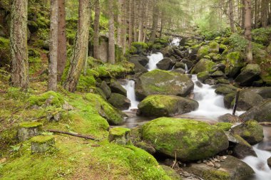 çalılar küçük dere akar