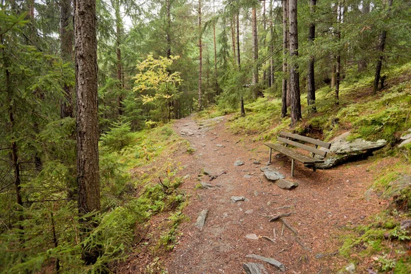 Caminhando na floresta em um dia nublado no outono. Não há pessoas por perto . — Fotografia de Stock