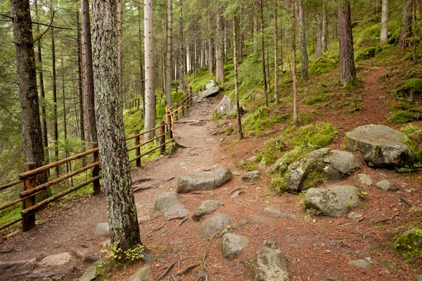 Caminhando na floresta em um dia nublado no outono. Não há pessoas por perto . — Fotografia de Stock