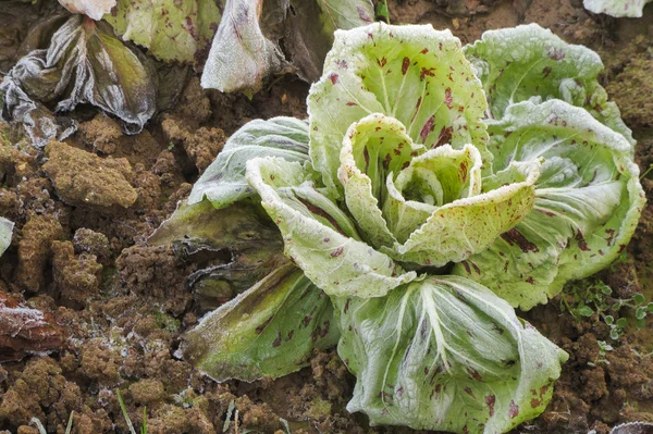 Frost salad after a cold night in winter — Stock Photo, Image