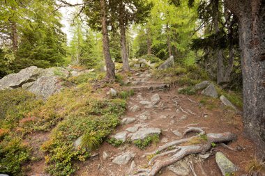ormana düşmek, bulutlu bir günde yürüyüş. Hiçbir kişi civarında.