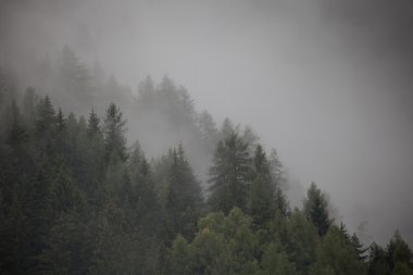 Bulutlar ağaçların arasında akan