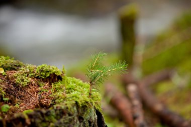 Alp çalılar: ön plan ve arka plan, İtalyan Alpleri küçük bir şelale genç çam
