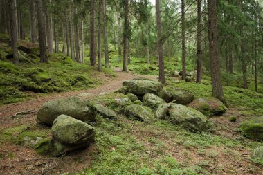 ormana bulutlu bir günde yürüyüş. Hiçbir kişi civarında.