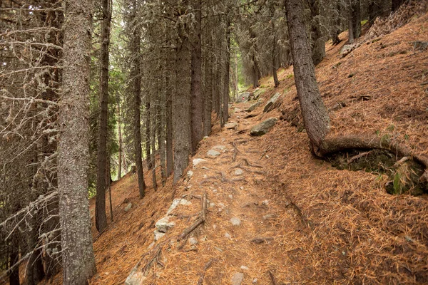 Marcher dans la forêt par une journée nuageuse à l'automne. Pas de gens autour . — Photo