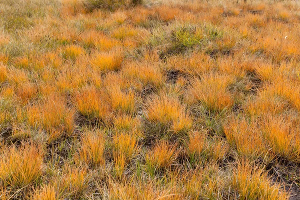 Alpine meadow grass texture — Stock Photo, Image
