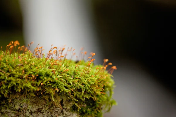 Alpine undervegetation: moss i förgrunden och ett litet vattenfall i bakgrunden, italienska Alperna — Stockfoto