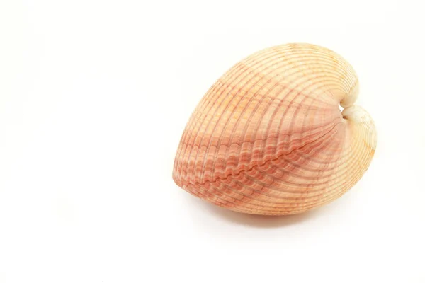 Isolatged tropical shell in white background — Stock Photo, Image