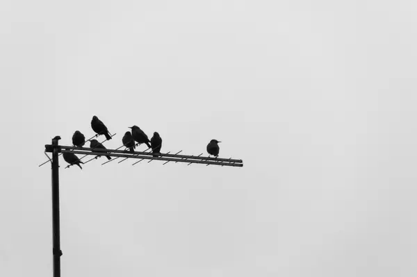 Ocho pájaros sobre una antena de televisión en un día nublado —  Fotos de Stock