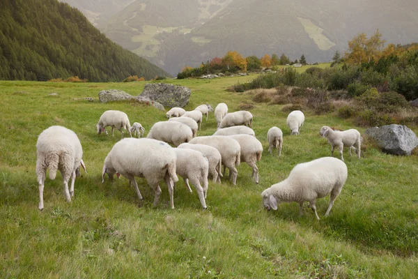 Flock of sheep in an italian mountain pasture — Stock Photo, Image