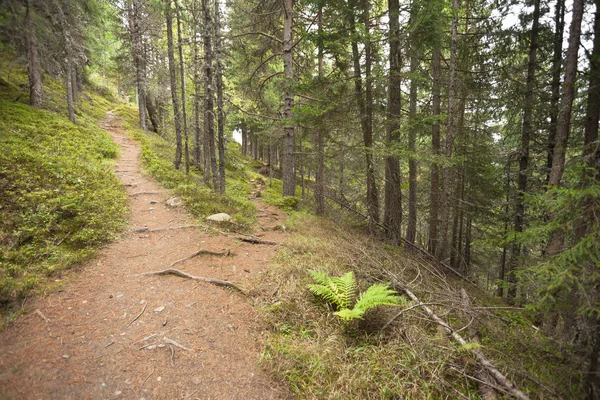 Um único caminho alpino divide-se em duas direções diferentes. É um... — Fotografia de Stock