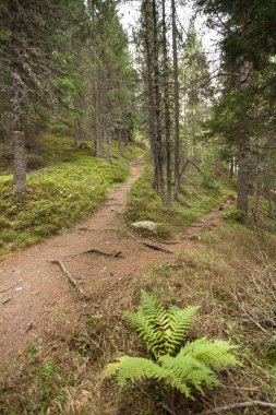 Tek bir dağ yolu iki farklı yönlere böler. Sonbahar bir bulutlu gün.